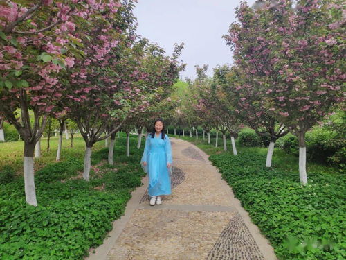 亮麗宜居 湯陰新標簽背后的園林綠化工程