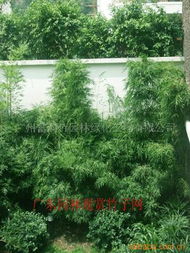 廣州富韻竹園林綠化工程 打造綠色生態城市新標桿